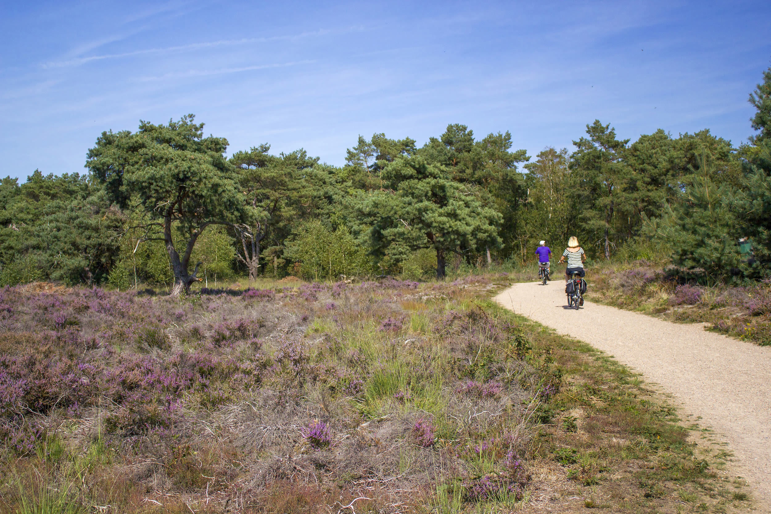 Nazomer in Maasduinen. Foto: AdobeStock / Mira Drozdowski