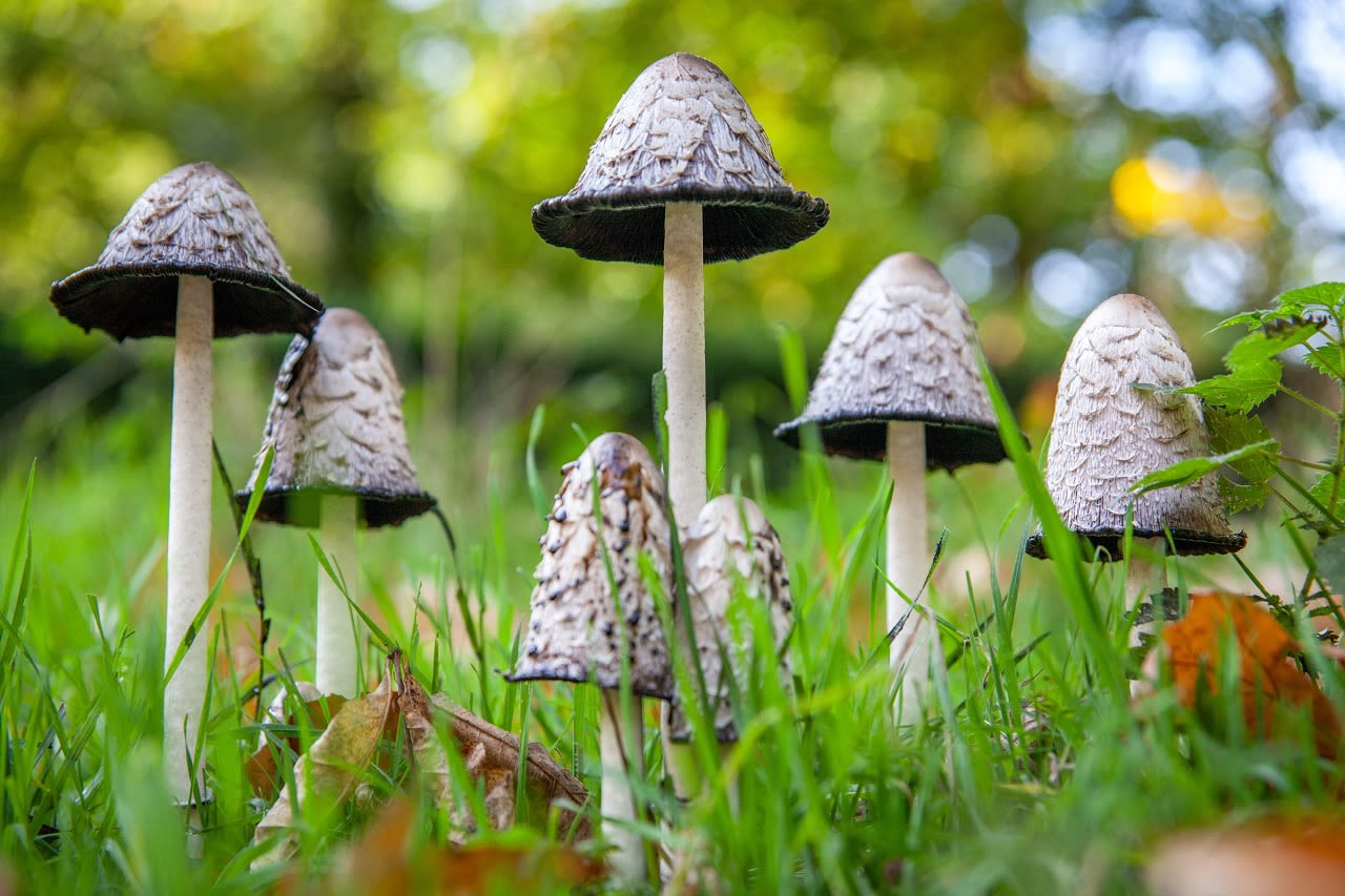 Paddenstoelen zie je overal. Foto: AdobeStock Arthur