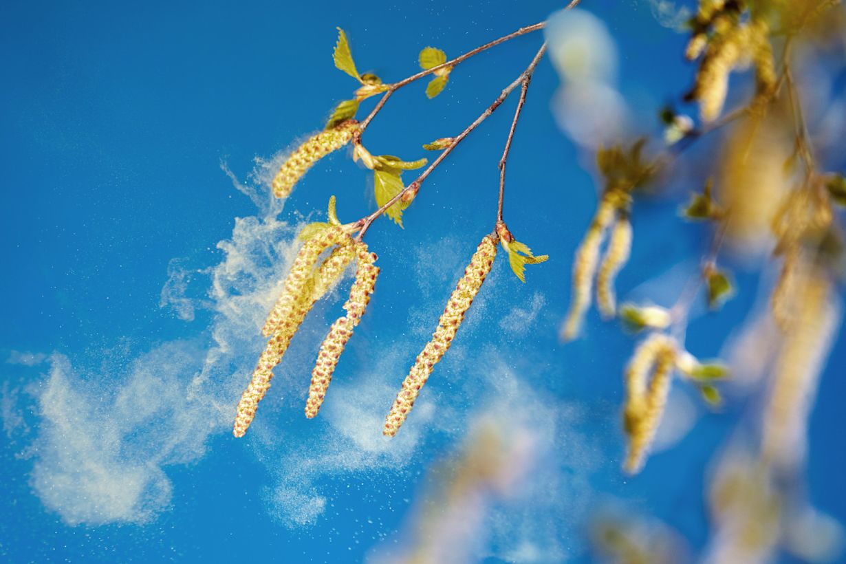 De piek van het berkenpollenseizoen begint tijdens Pasen. Foto: Adobe Stock / Ingo Bartussek.