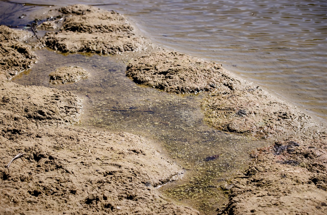 Blauwalg door te weinig en warm water. Foto: ANP / Sem van der Wal.