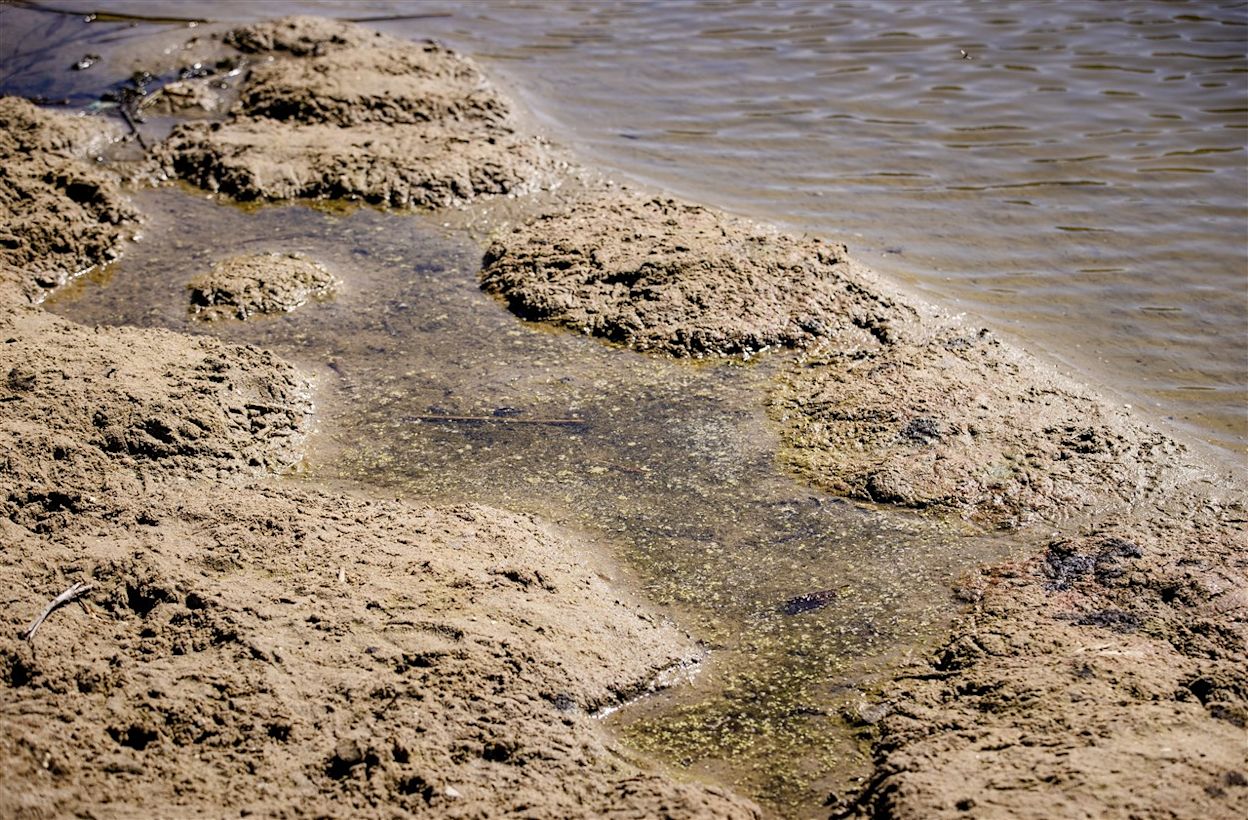 Blauwalg door te weinig en warm water. Foto: ANP / Sem van der Wal.