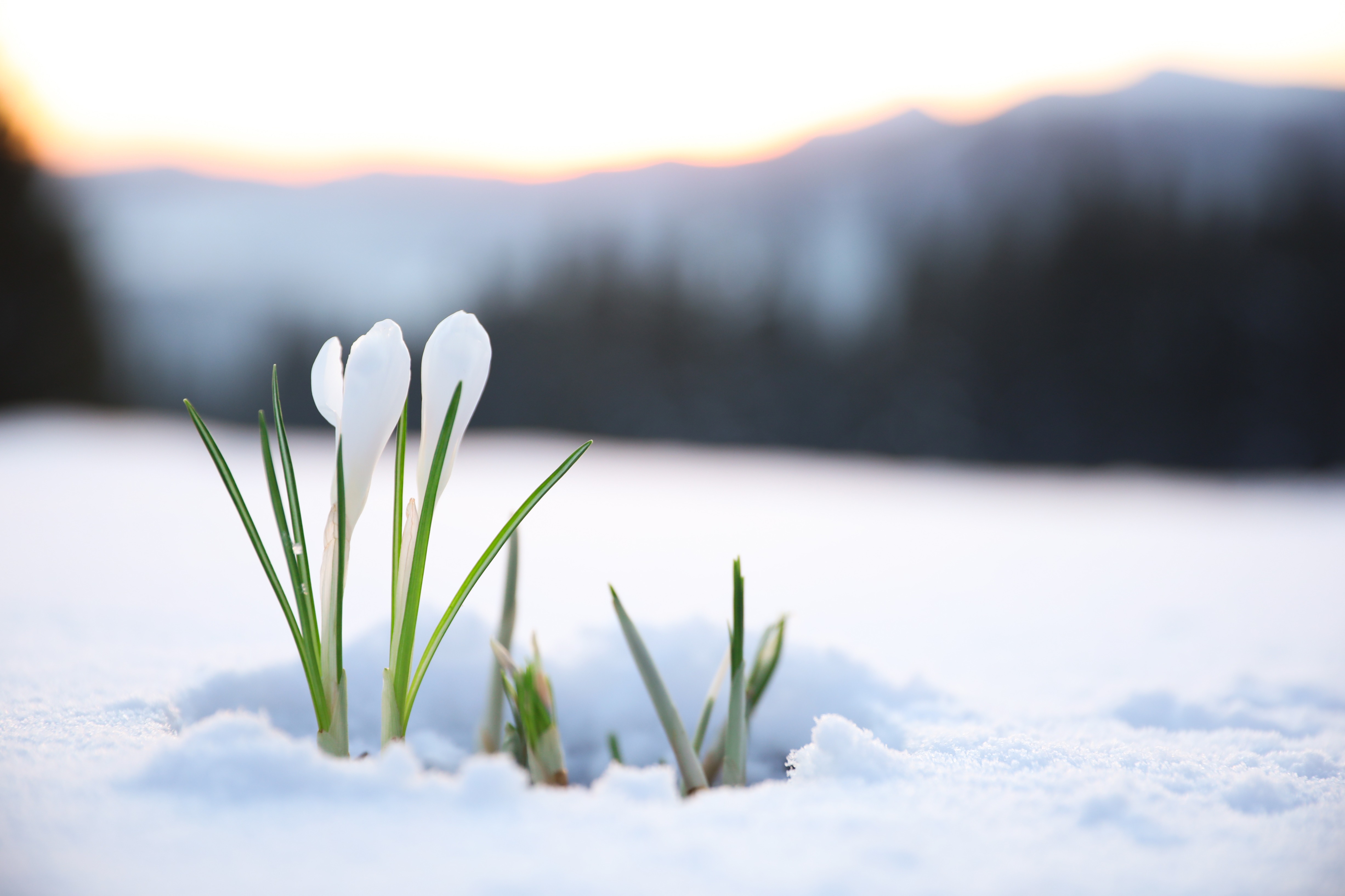 Sneeuw op komst? Foto: Adobe Stock / New Africa