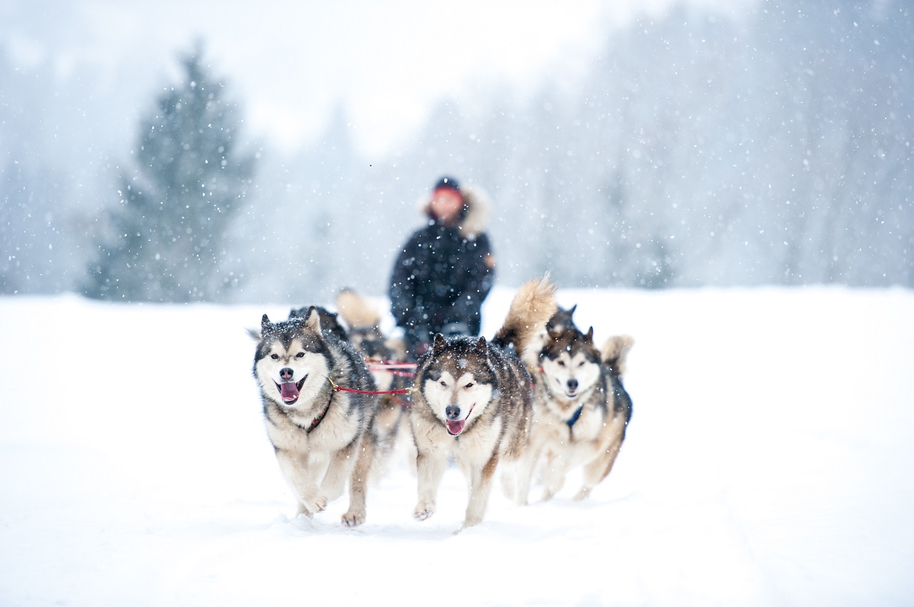 Huskytocht in Oostenrijk. Foto: Adobe Stock / Beate Rhomberg