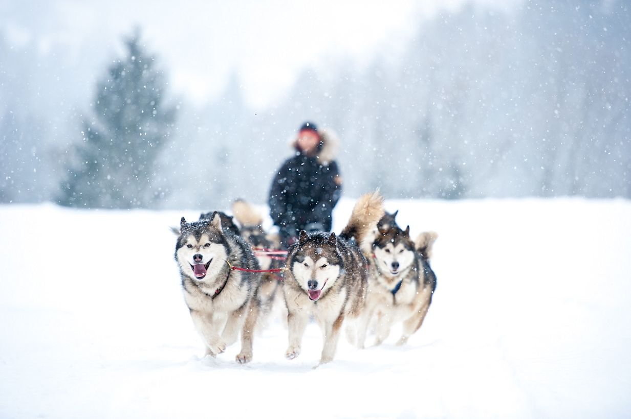 Huskytocht in Oostenrijk. Foto: Adobe Stock / Beate Rhomberg