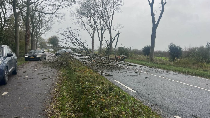 In Middelburg is een boom omgewaaid. Bron: Onur Dora via Omroep Zeeland