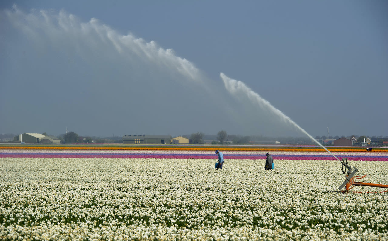 Beregenen-is-alweer-hard-nodig-op-bollenvelden-en-bij-velden-met-andere-ondiepe-gewassen