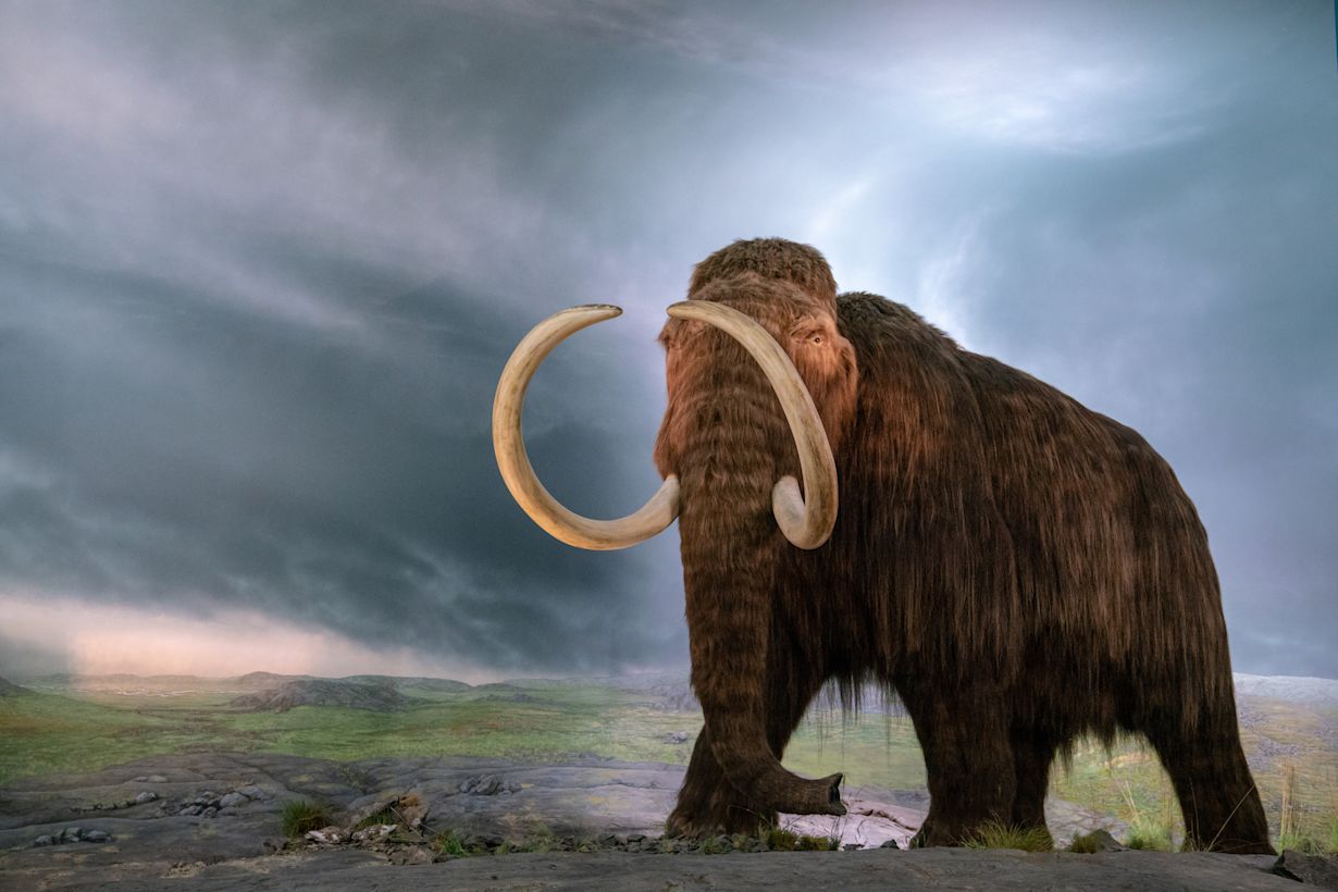 Wolharige mammoet zoals ze toen leefden in onze regio. Foto: Adobe Stock / Jayce