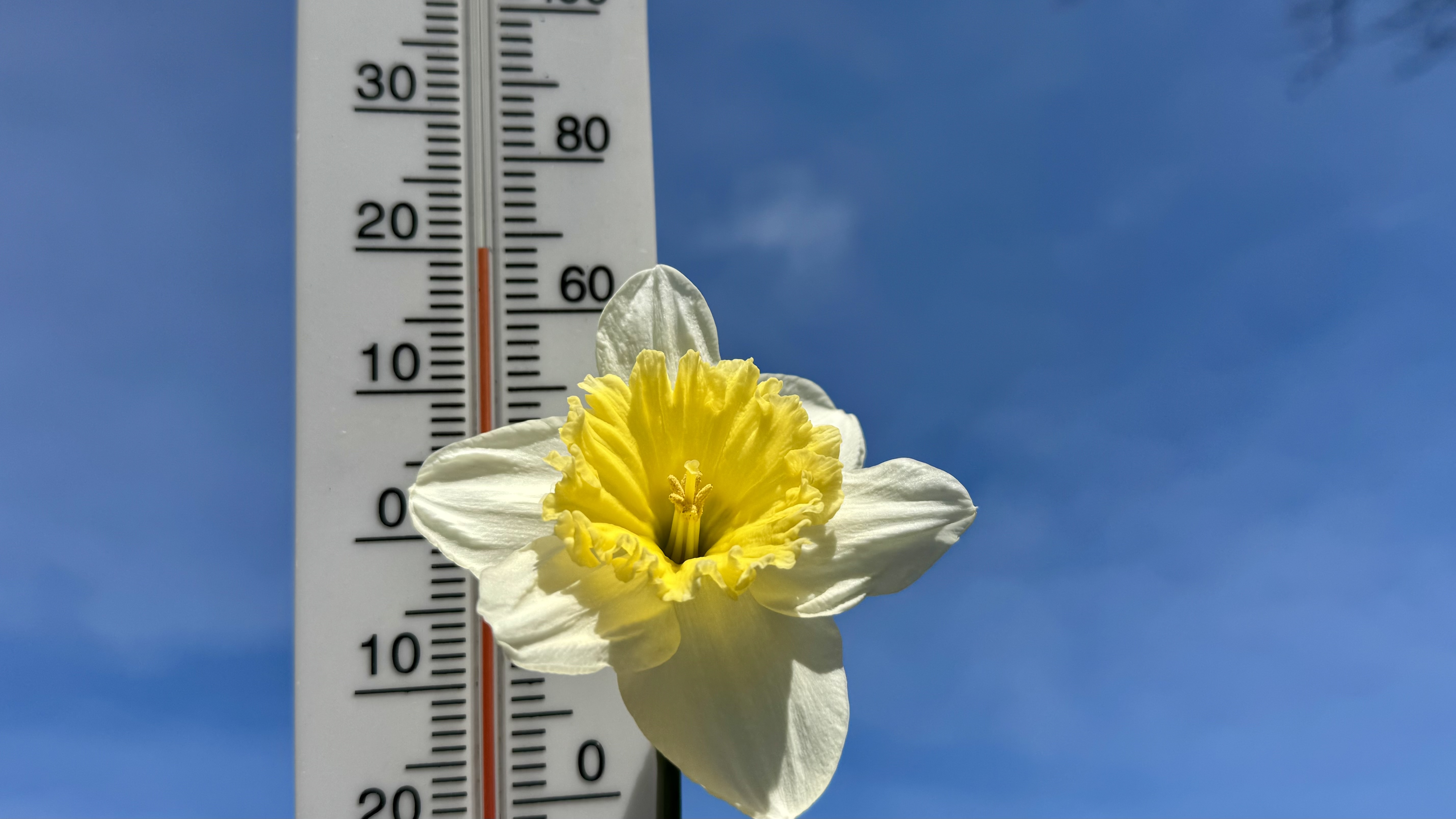 Het is de warmste 21 maart sinds het begin van de metingen. Foto: Jolanda Bakker