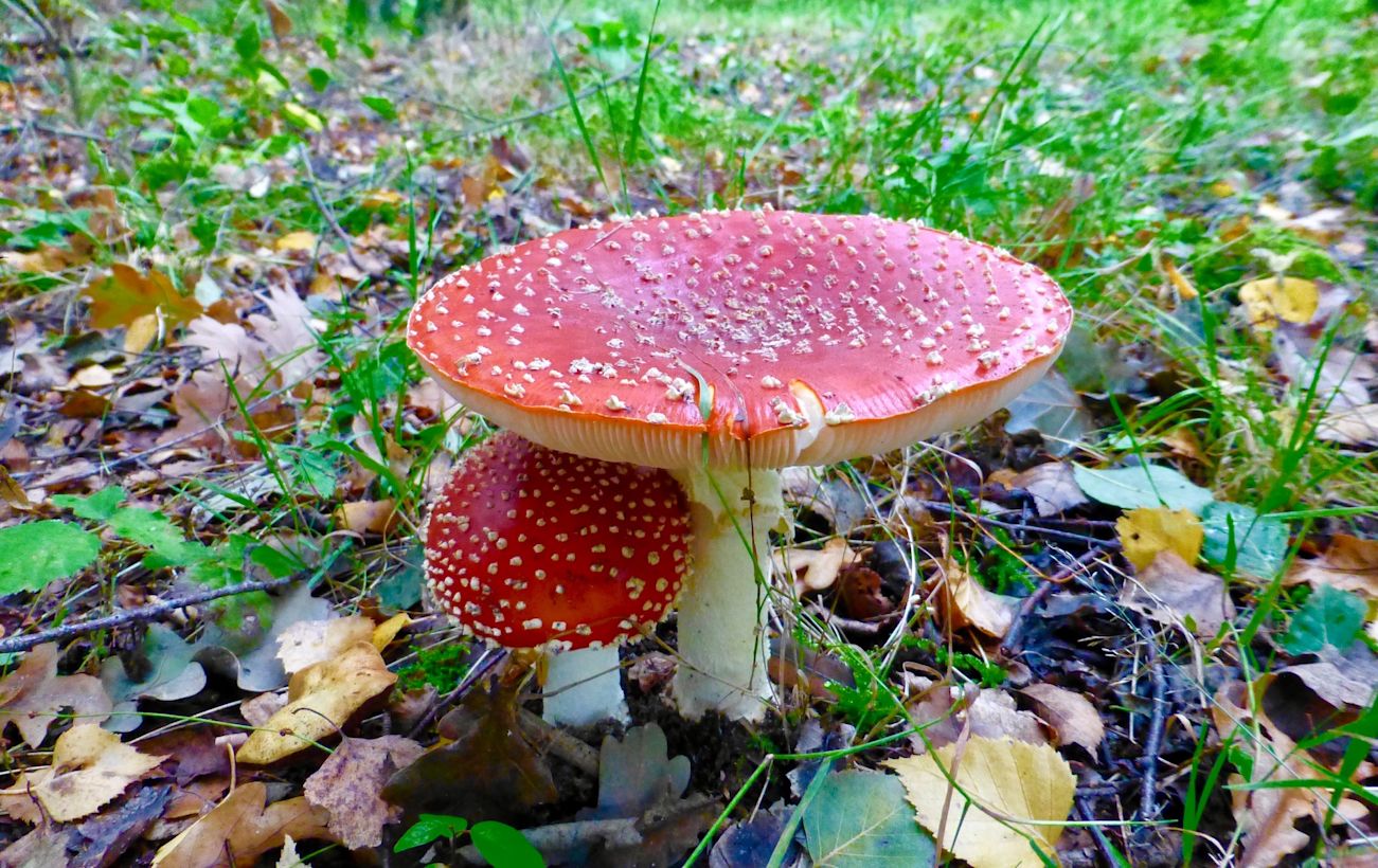 Paddenstoel rood met witte stippen. Foto: Tanja