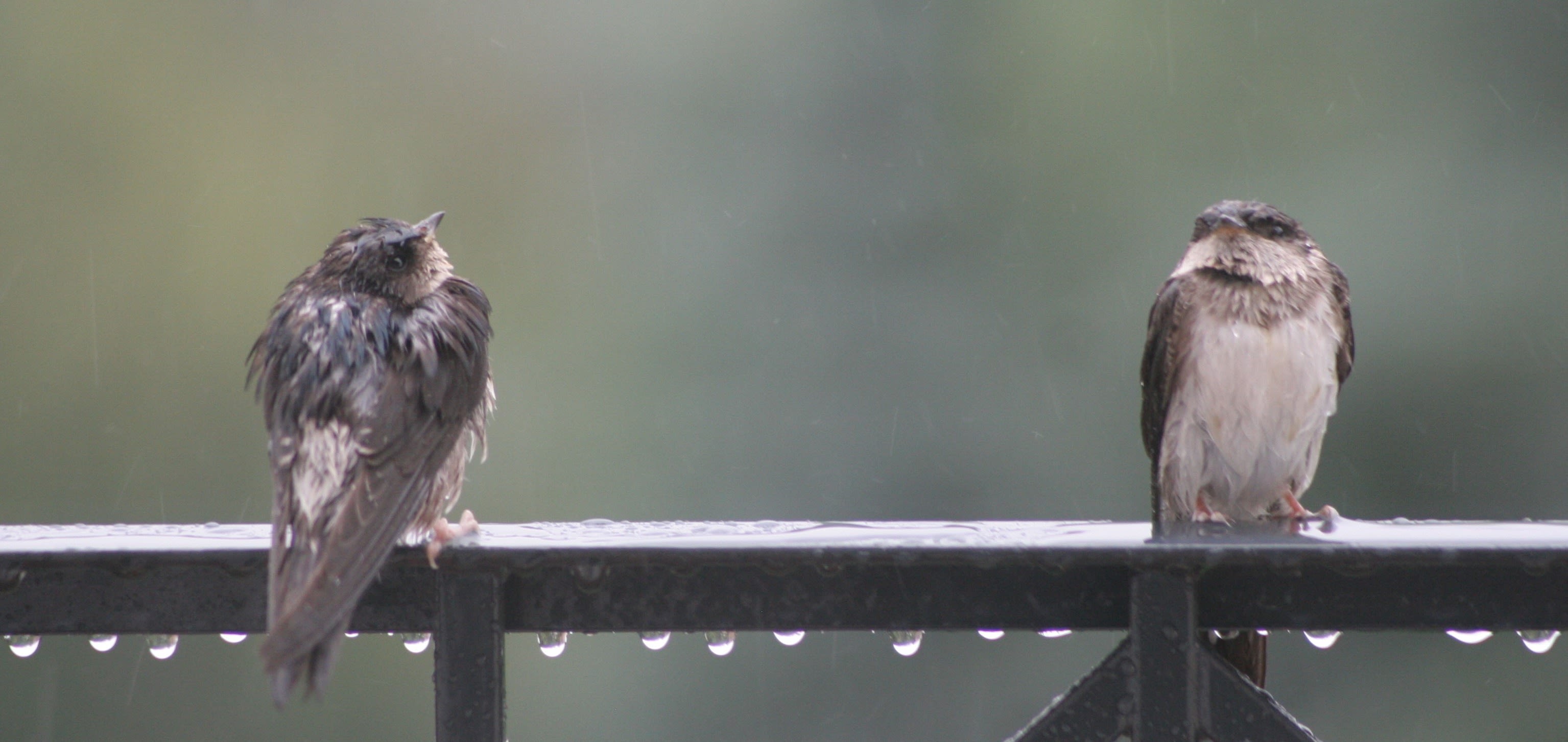 Vogeltjes in de regen. Foto: Peter Schaefer.