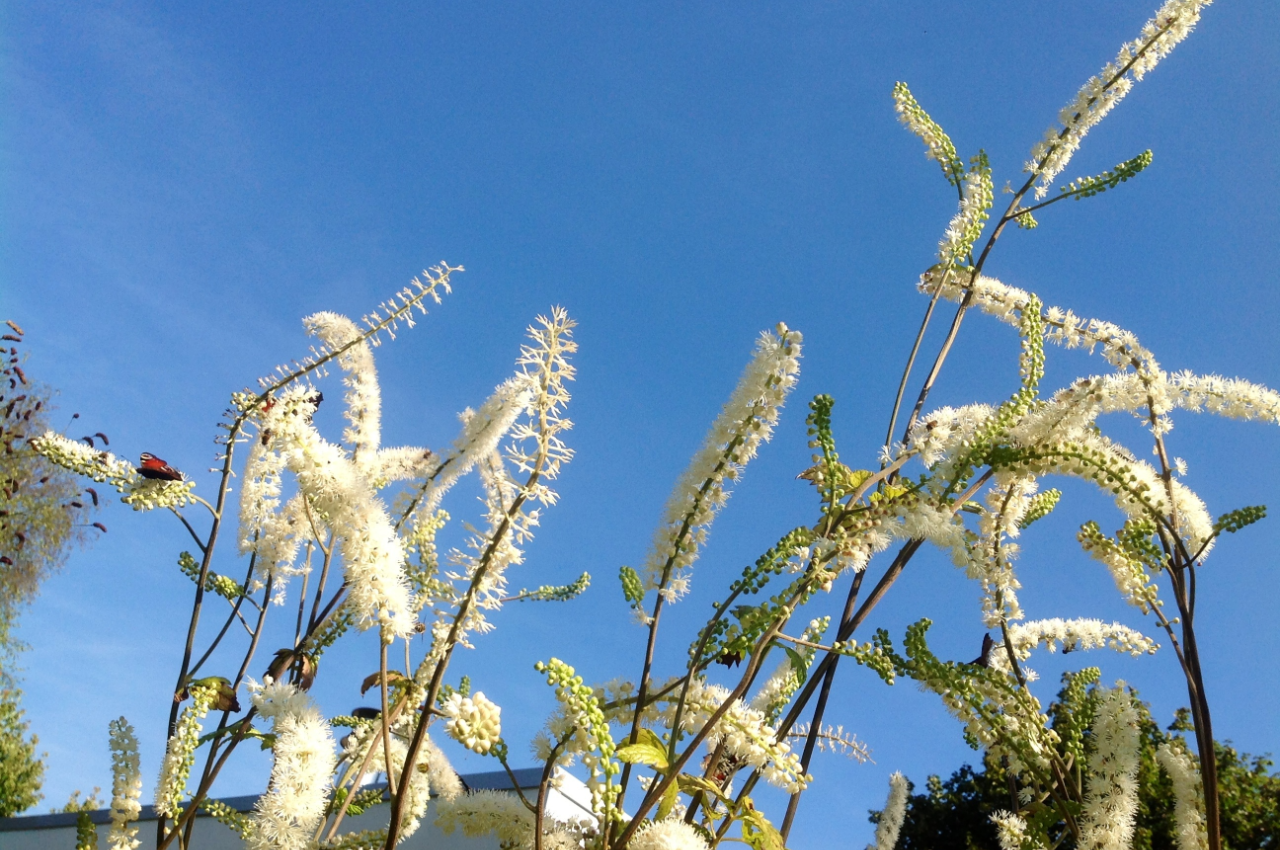 De zilverkaars heeft groene knoppen en witte bloemen. Foto: Tiny Post