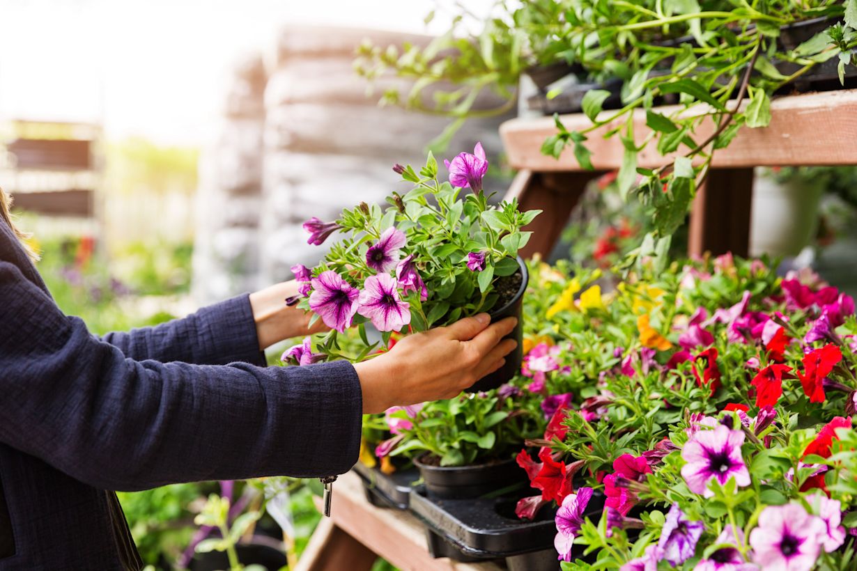 Petunia's in het tuincentrum. Foto: Adobe Stock / ronstik