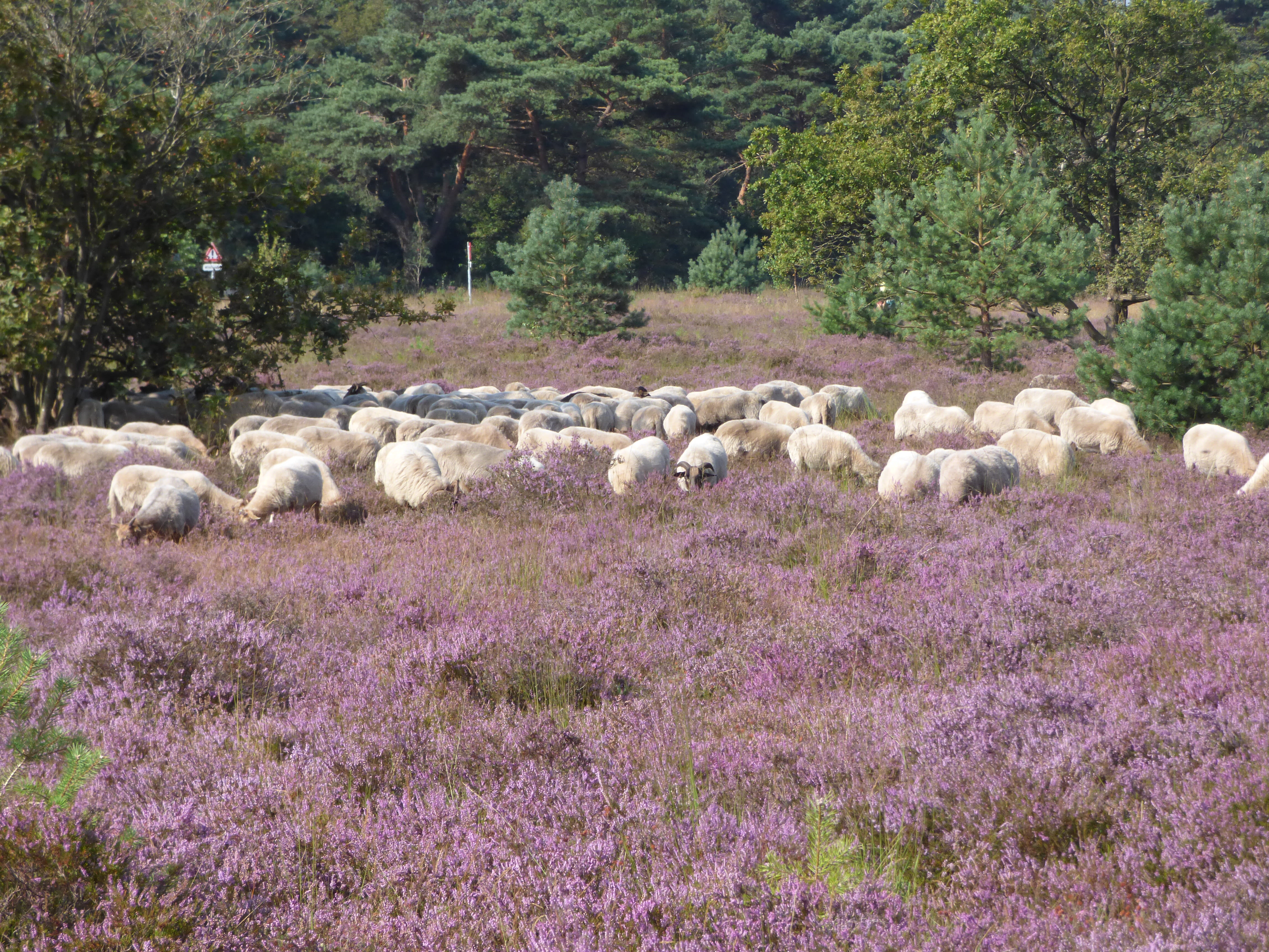 Op de heide lopen vaak schapenkuddes, zoals ook hier op de heide vlakbij Hilversum. Foto: Chris Meewis.