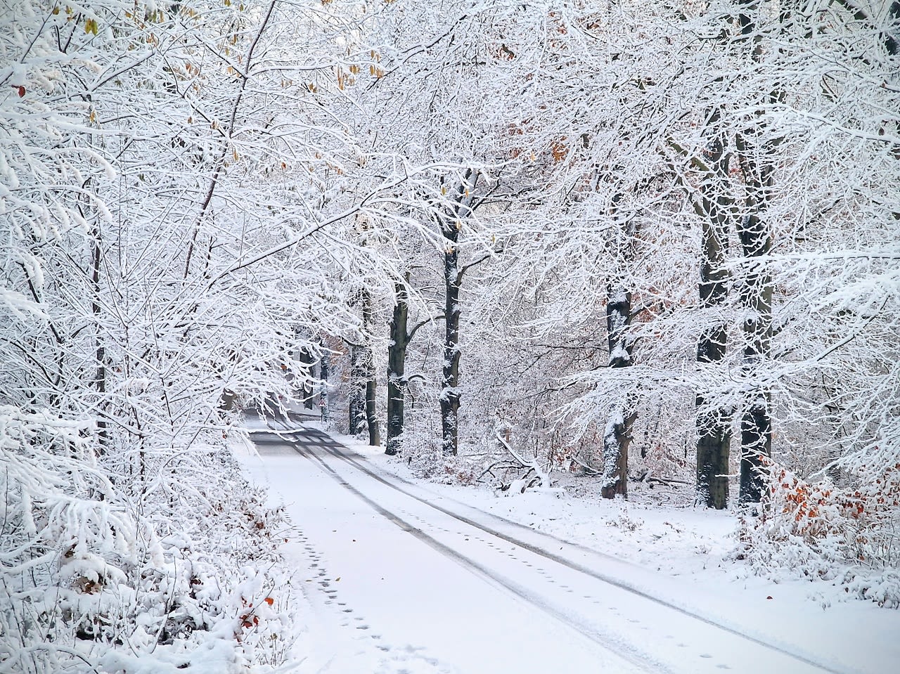 Op 22 november lag op de Veluwe een sneeuwdek van 7-8 cm. Foto: Wouter van Bernebeek