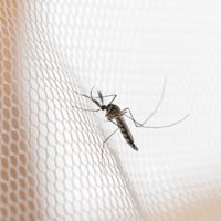 11 tips tegen muggen in je slaapkamer
