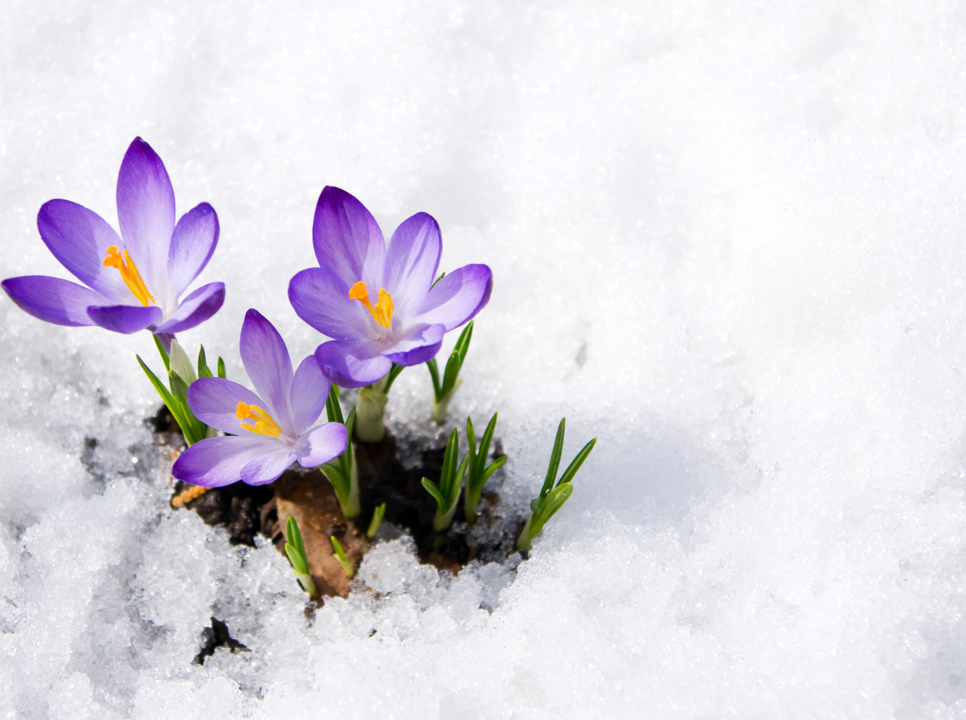 Korkussen in de sneeuw. Foto: Adobe Stock / Irina Volkova