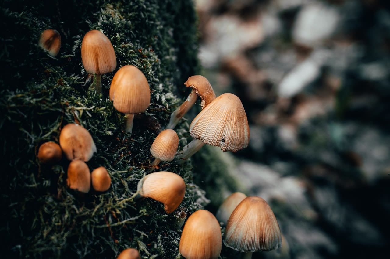 paddenstoelen, foto: Wirestock (AdobeStock)