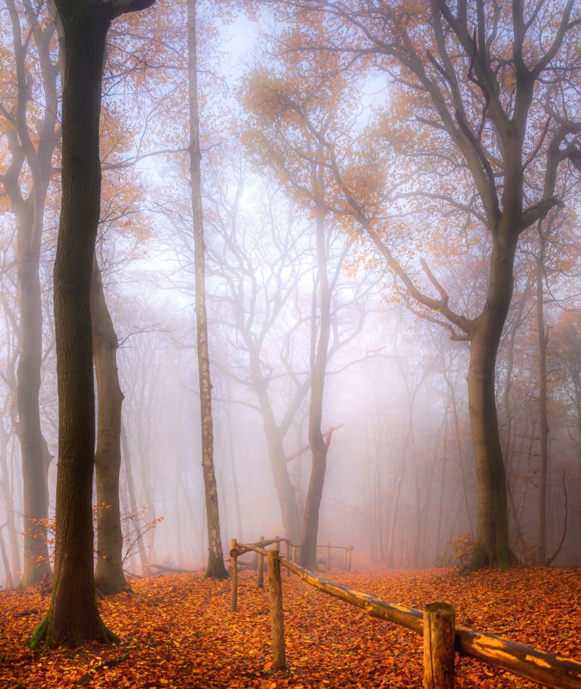 Dichte mist tijdens de herfst in de bossen. Foto: Wouter van Bernebeek