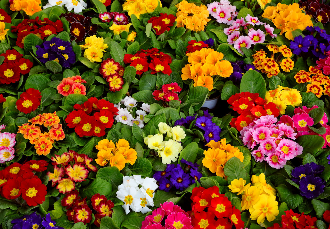 Primula's geven al vroeg in de lente kleur. Foto: AdobeStock / ChiccoDodiFC