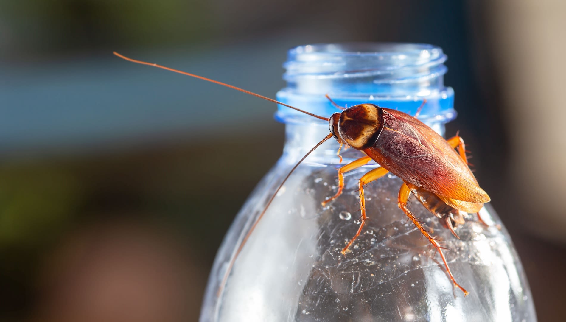 Kakkerlak op een waterflesje. Foto: Adobe Stock / Gan