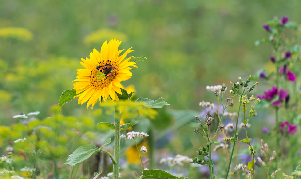 Een strook met bloemen langs een weiland is een geschikte plek om veel vlinders tegen te komen. Foto: Adobe Stock / Naj