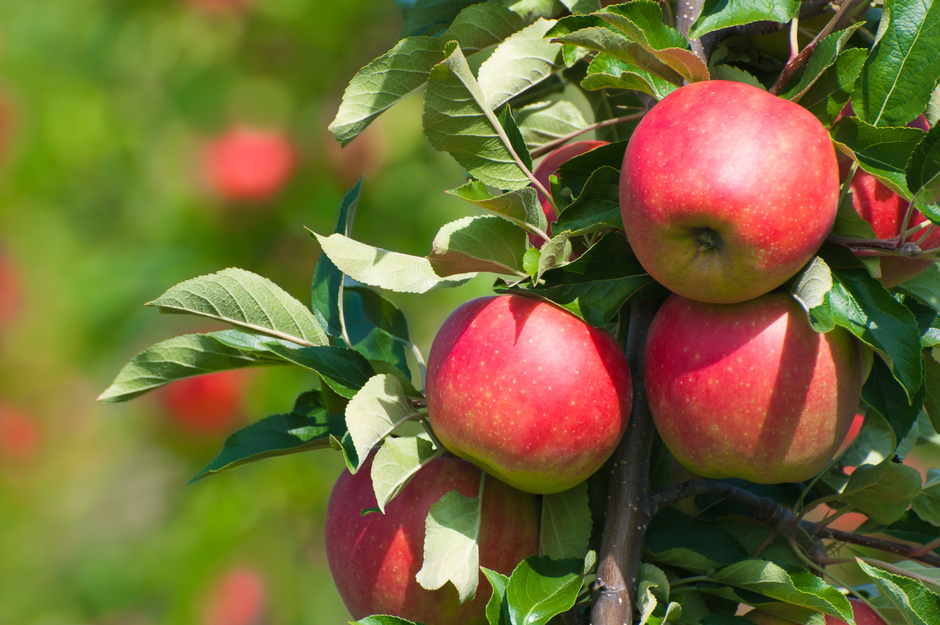 Appels aan een appelboom. Foto: Adobe Stock / mahey