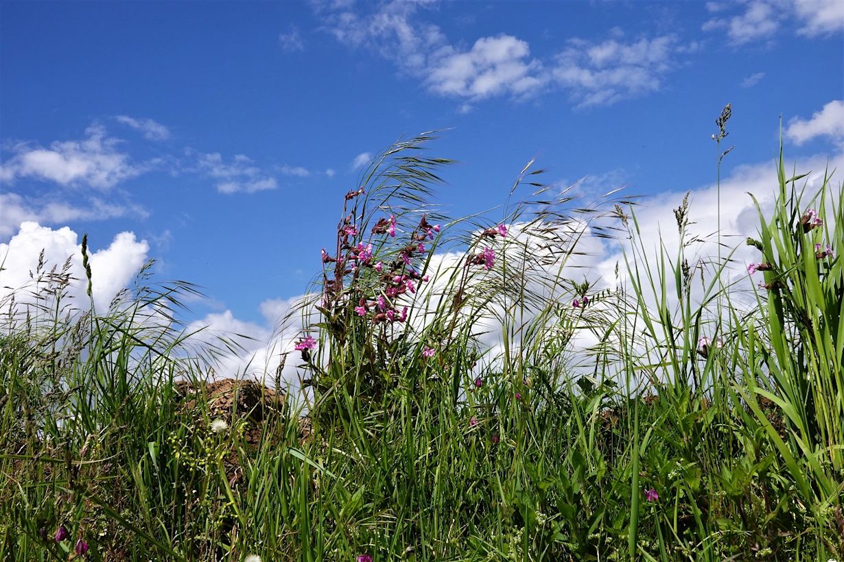 Pinksteren, mix van zon en wolken.