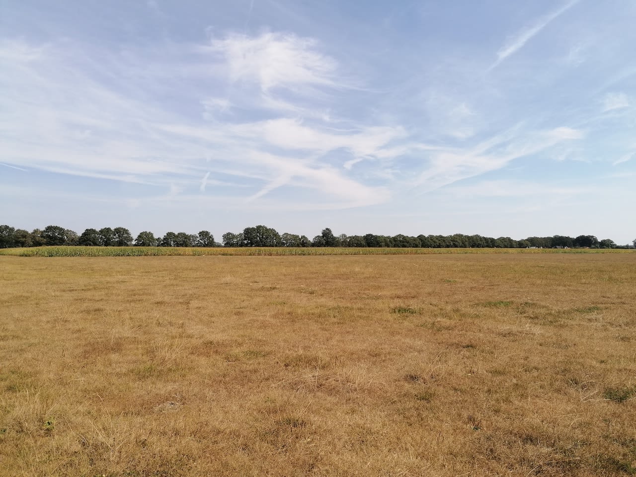 De regionale verschillen zijn momenteel groot. In Twente is het gras massaal vergeeld. Daar viel vorige week op de meeste plaatsen nauwelijks regen. Foto: Marlinde Hamzink.