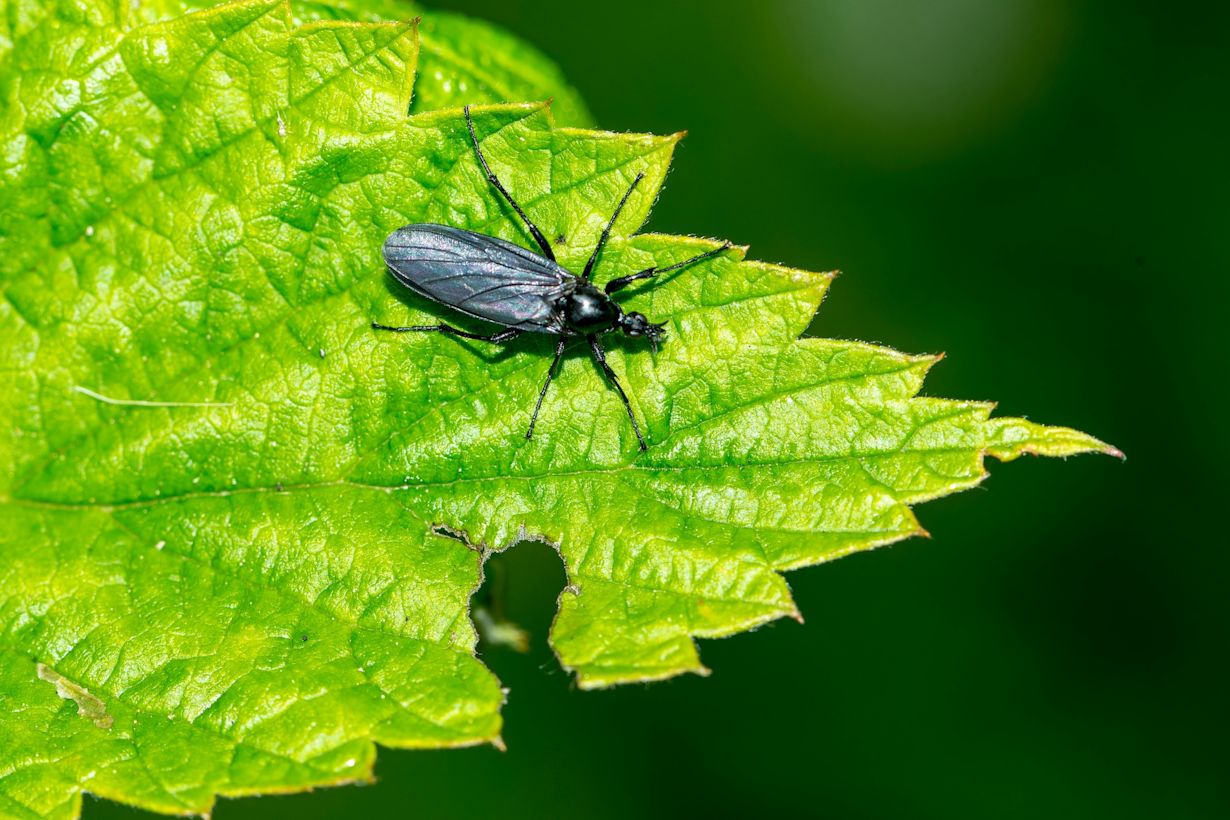 Vrouwelijke rouwvlieg of maartse vlieg. Foto via Adobe Stock / Karin Jähne