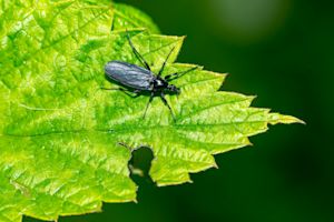 Zo bestrijd je rouwvliegjes