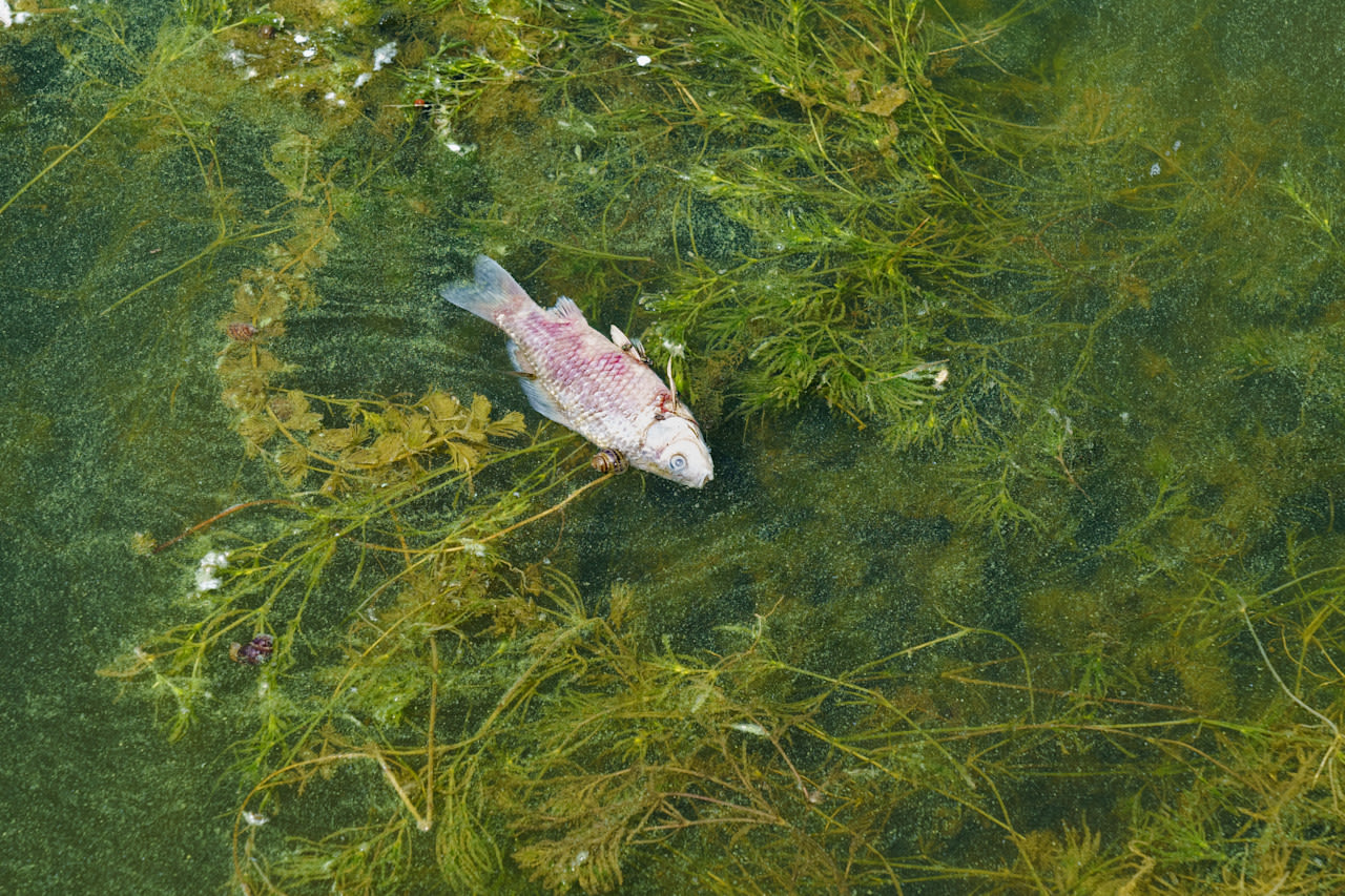 Dode vis door het gevolg van algen. Foto: Adobe Stock/Lena