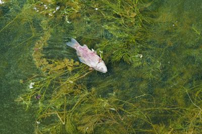 Blauwalg? Ook deze algen zijn schadelijk voor je gezondheid