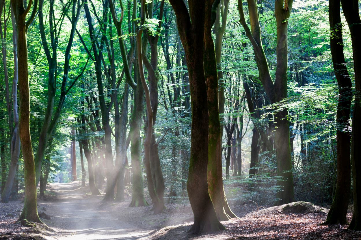 Het Speulderbos. Foto: Adobe Stock/Peter de Kievith