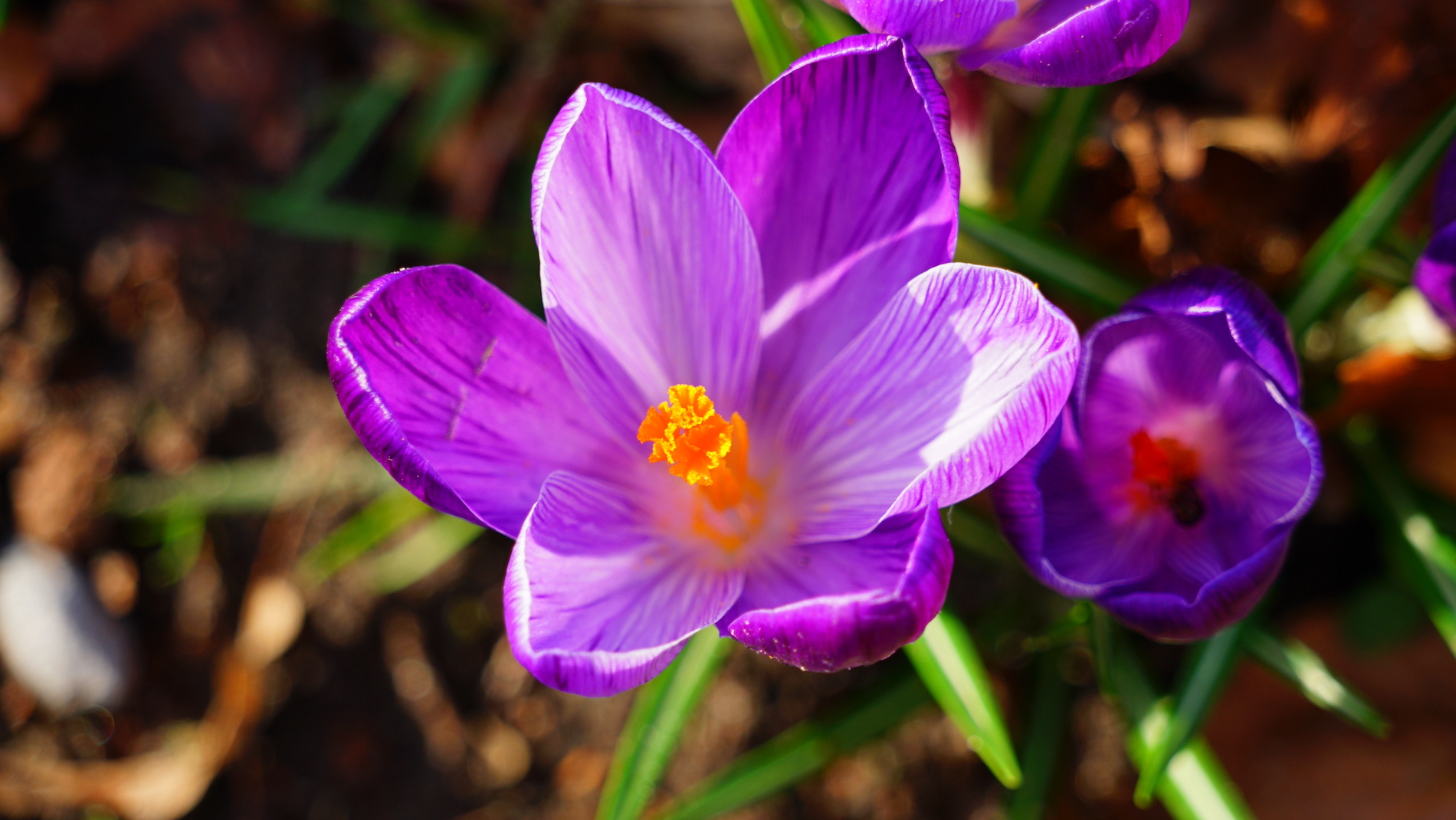 Krokus. Foto: Toon Boons