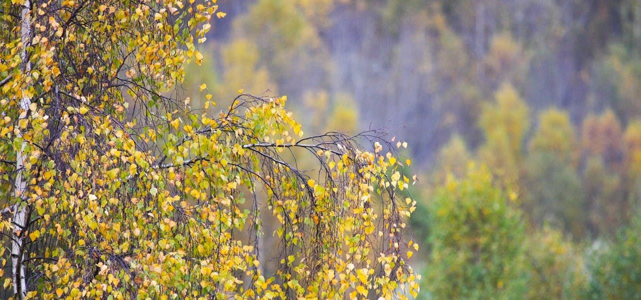 72b7926b-natuurjournaal-berk-verliest-eindelijk-blad-1280x600