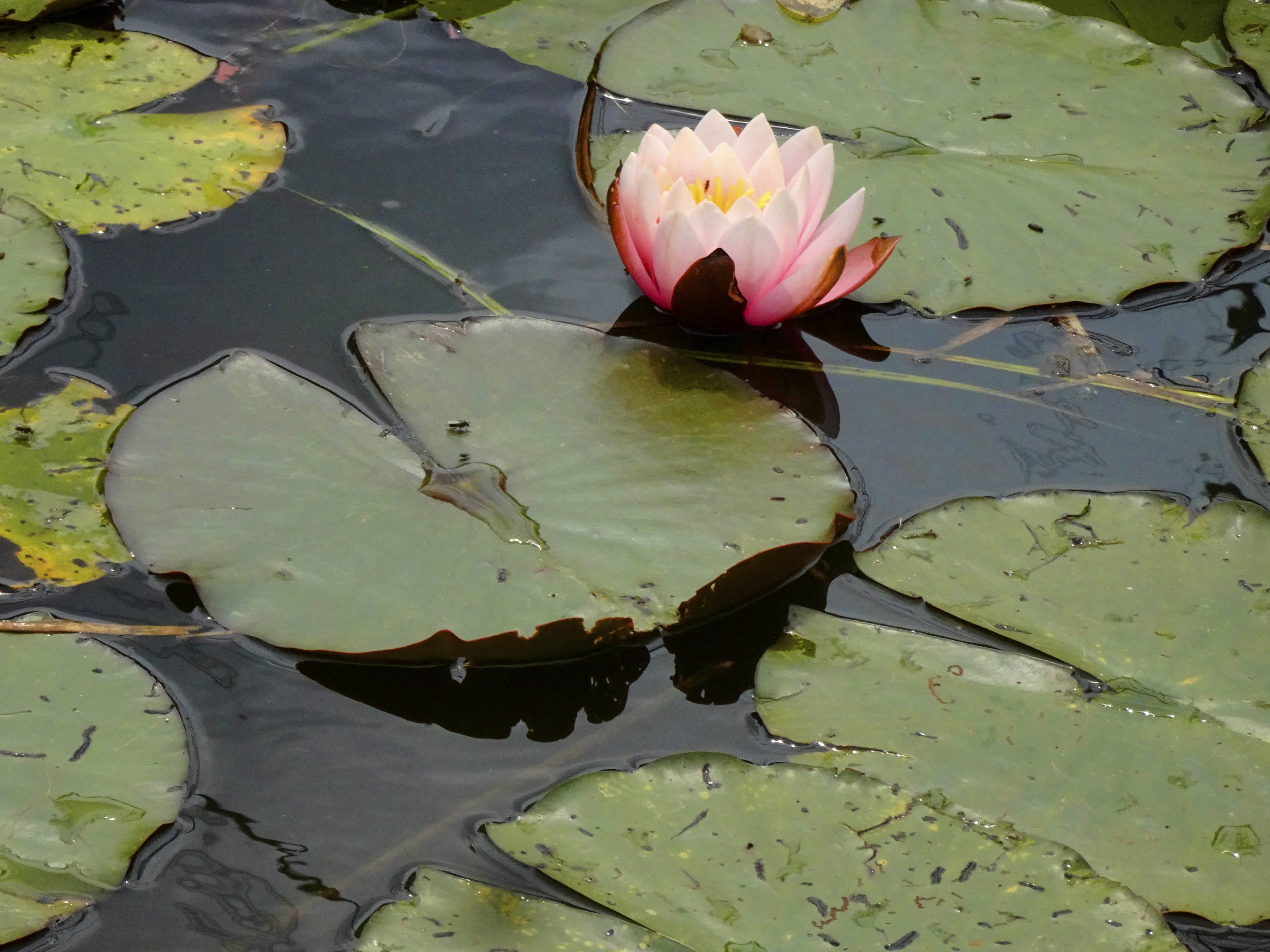 Waterlelies zorgen voor schaduw (foto: Elly Theunissen)
