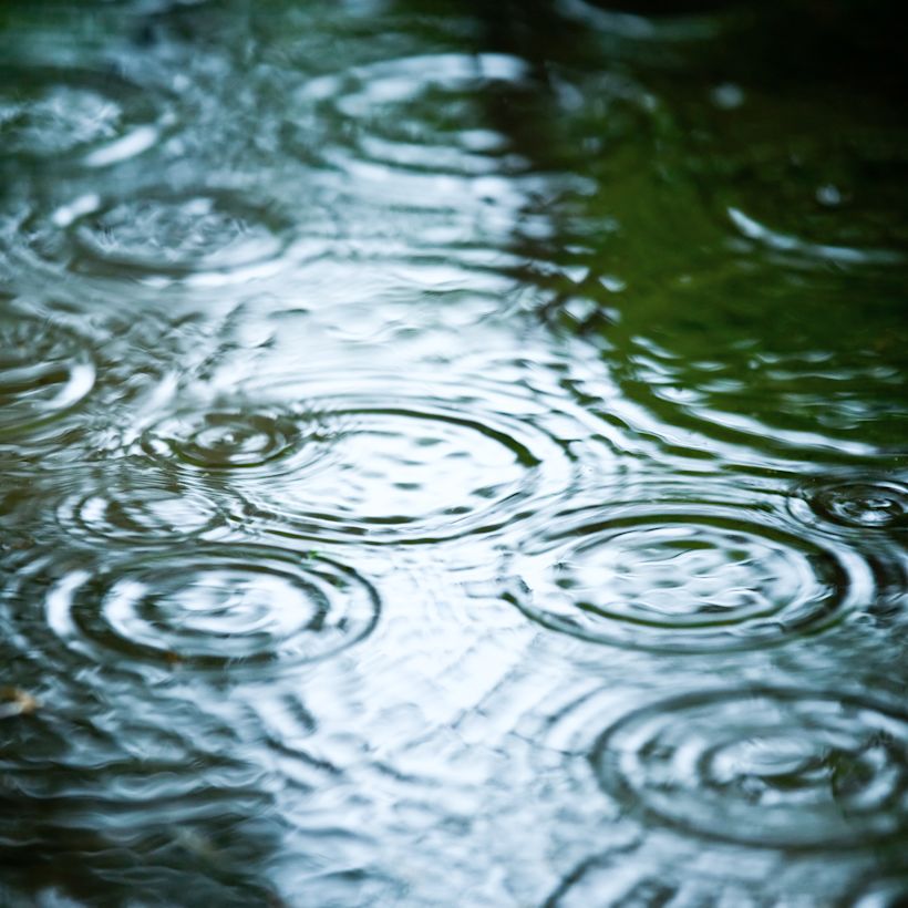 Regendruppels
Foto: AdobeStock