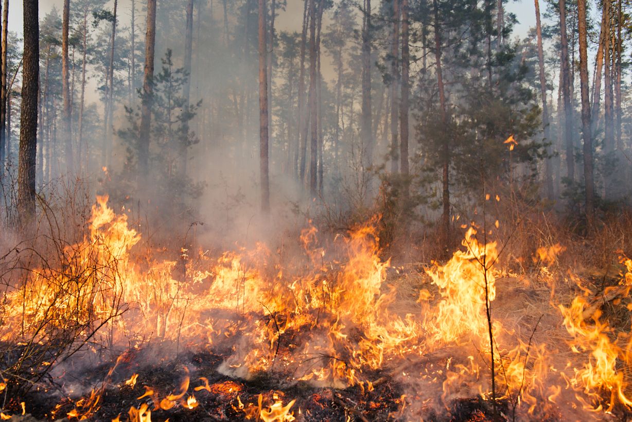 Vlammen tijdens een bosbrand. Foto: Adobe Stock / Gilitukha