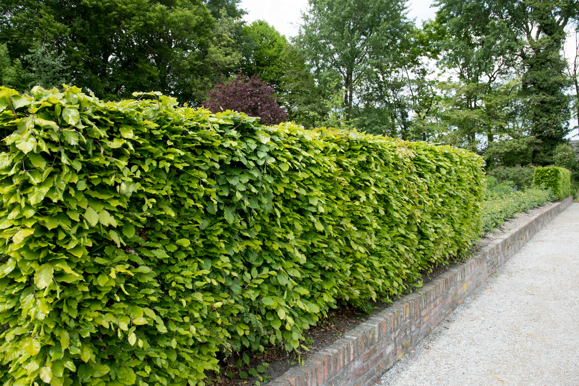 Snoeiadvies: wanneer moet je de beukenhaag snoeien?