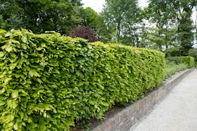 Snoeiadvies: wanneer moet je de beukenhaag snoeien?