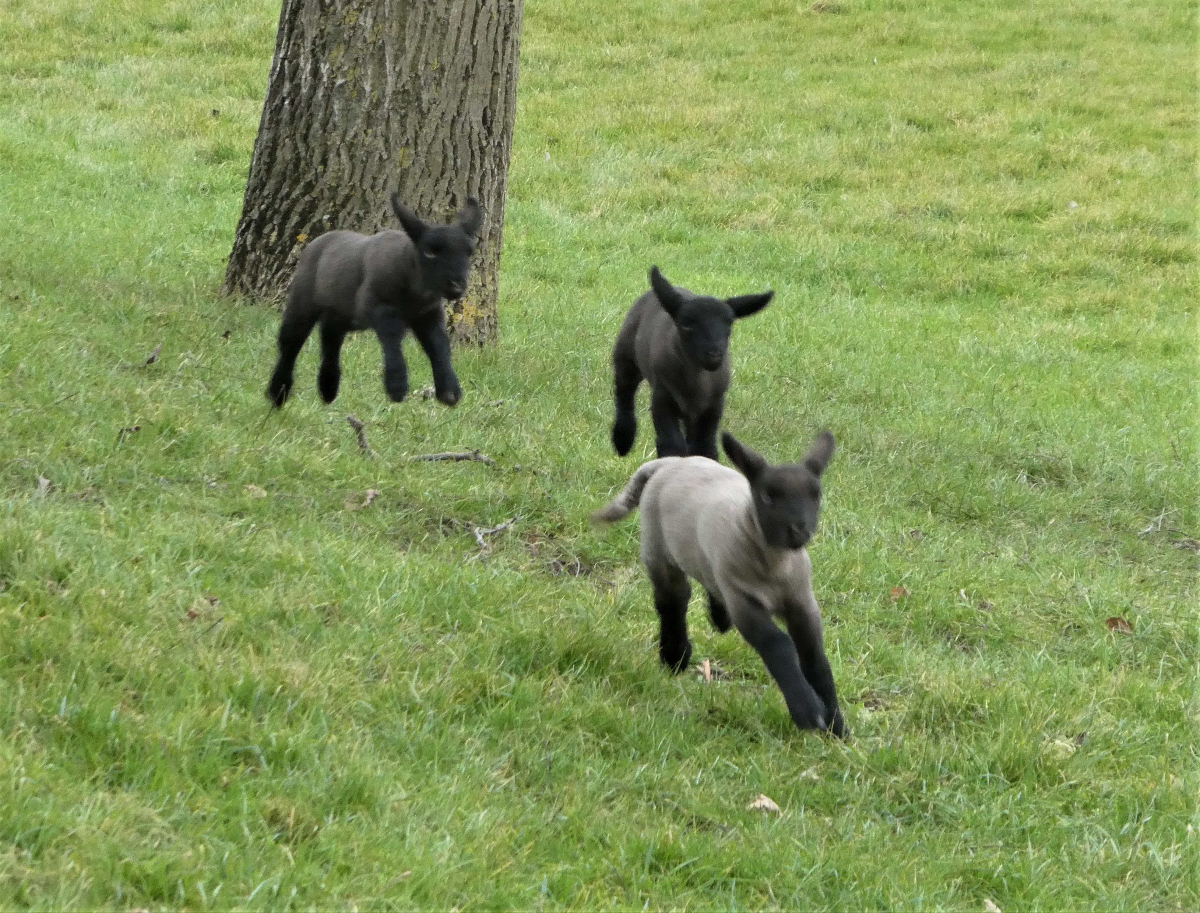 Dartelende lammetjes in de wei.
Foto: Ria de Wit