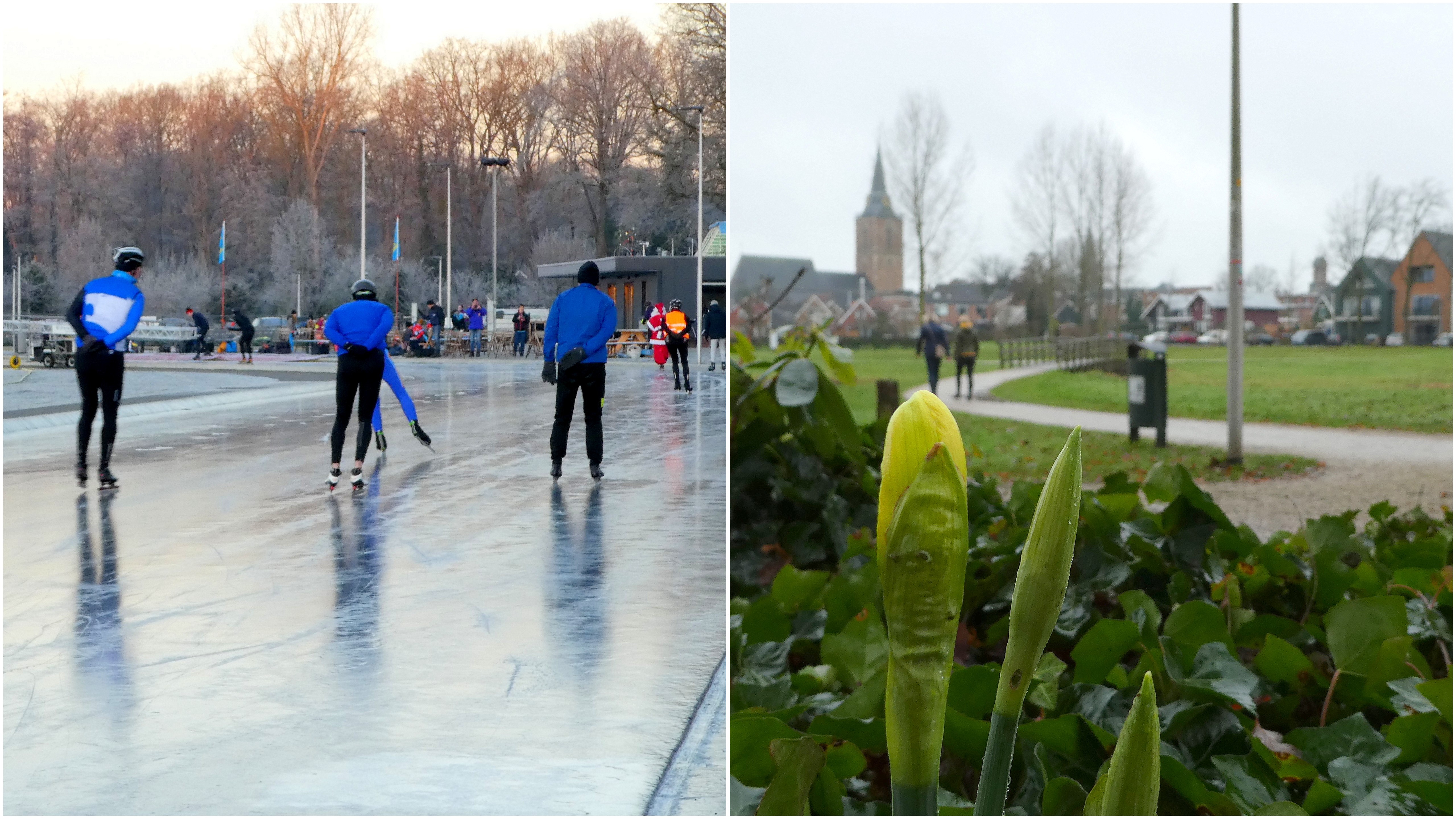 Schaatsen, maar ook narcissen tijdens zachte decembermaand