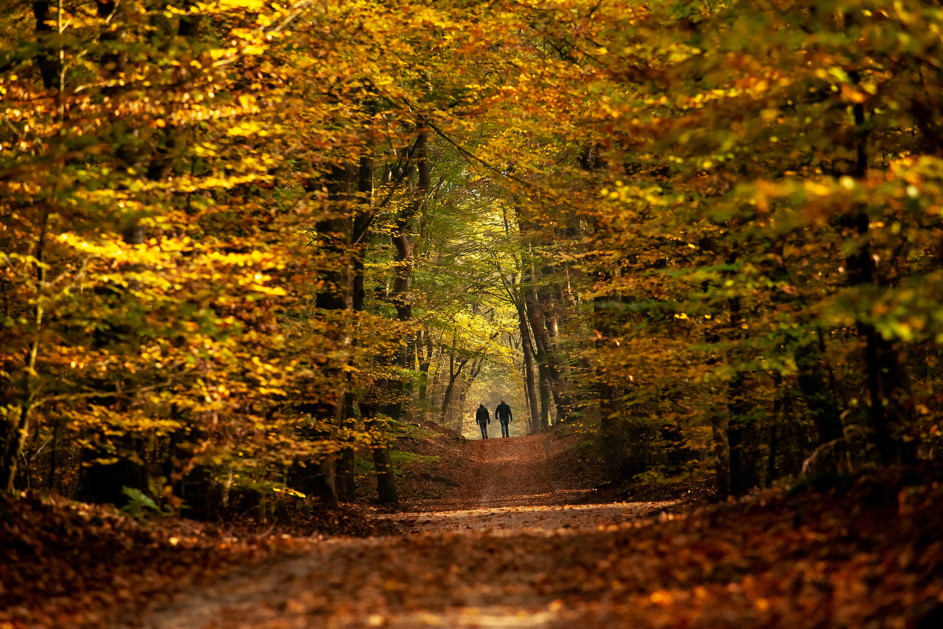 Wandelen in bos met herfstkleuren. Foto: Adobe Stock / fotografiecor