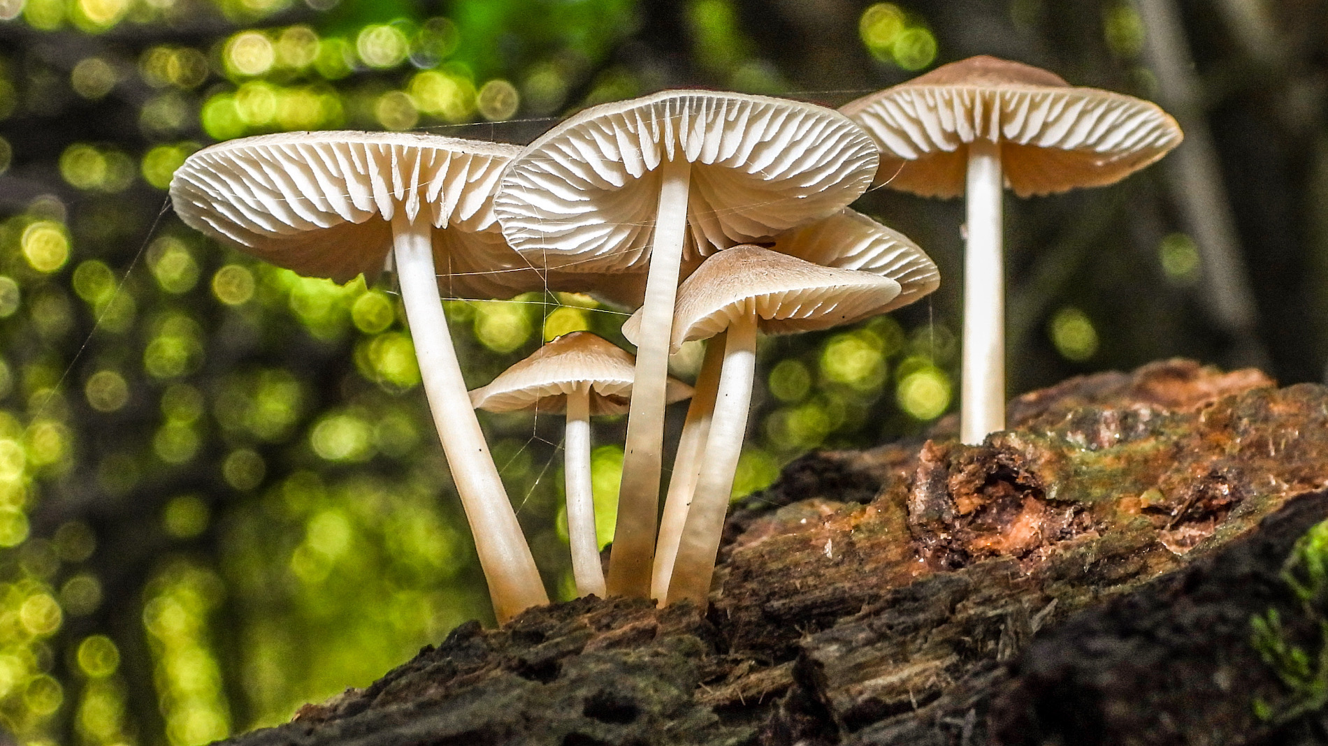 Paddenstoelen in het bos. Trudy Fortuijn - van Es