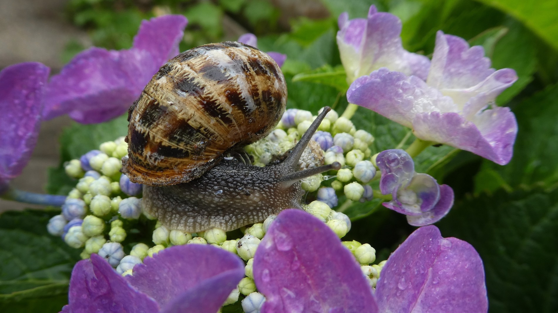 Hoe bestrijd je slakken in je tuin?