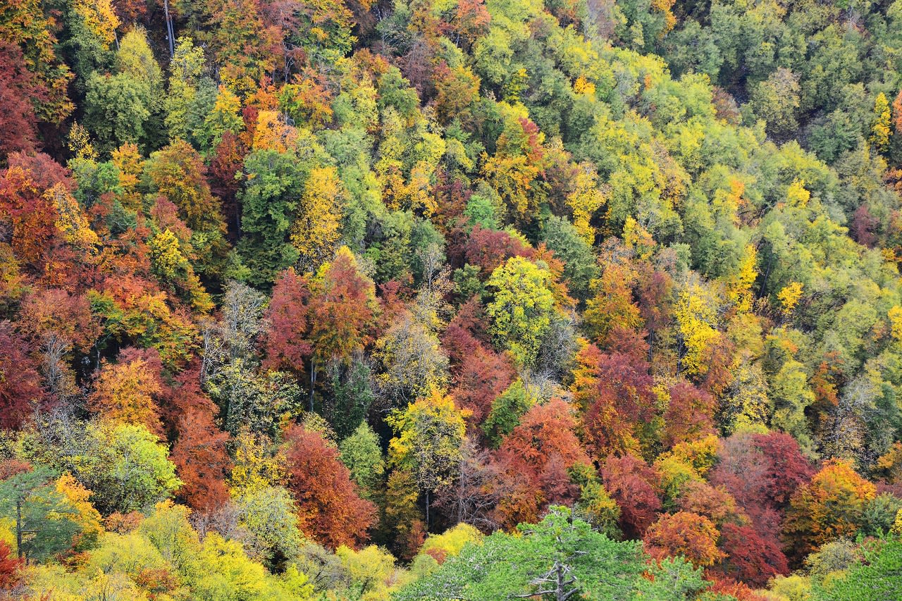 Kleurende bossen in de herfst, Veluwe. Foto: AdobeStock / Predrag