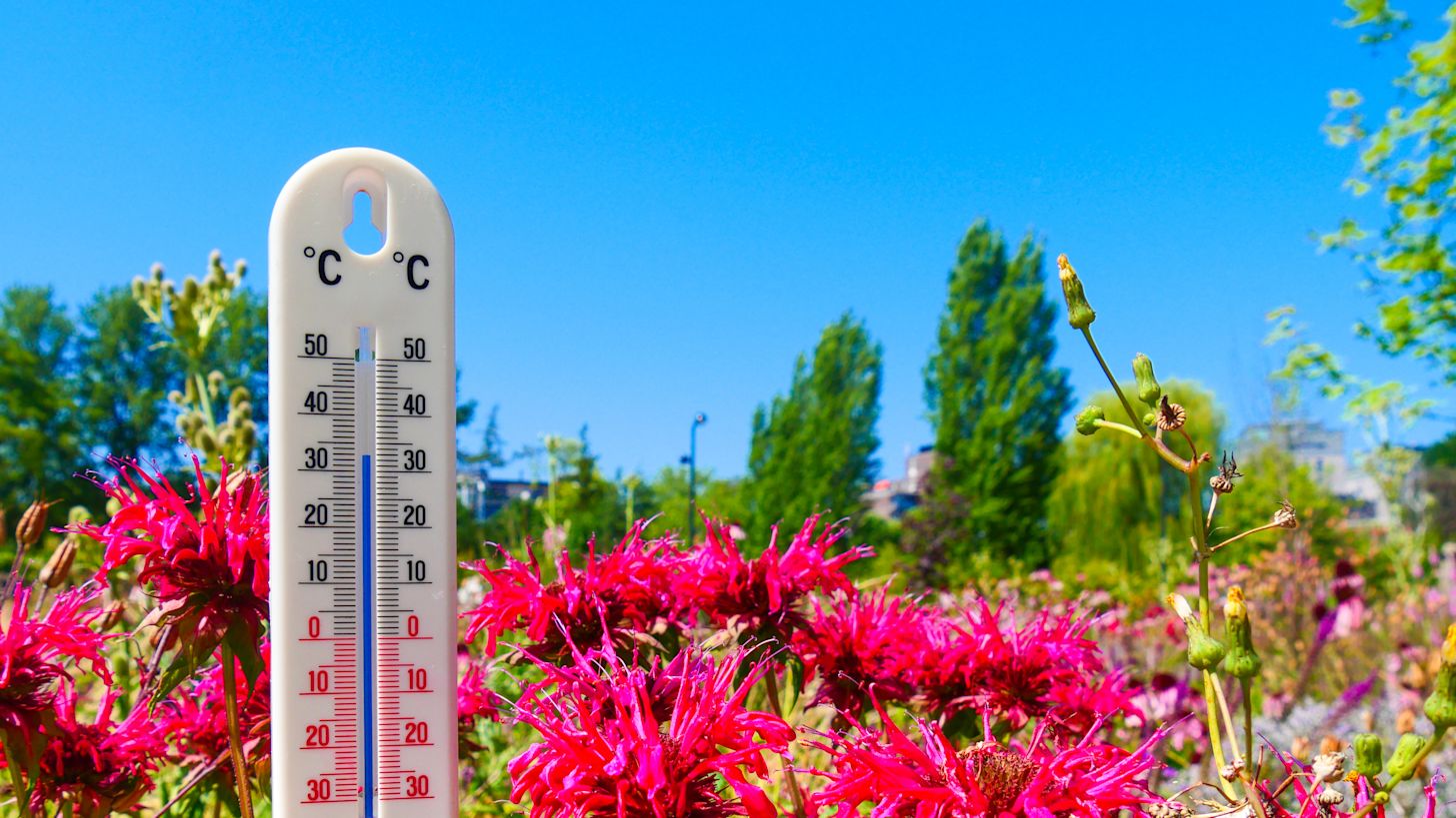 Het is de tweede regionale hittegolf van het jaar! Foto: Jos Hebben