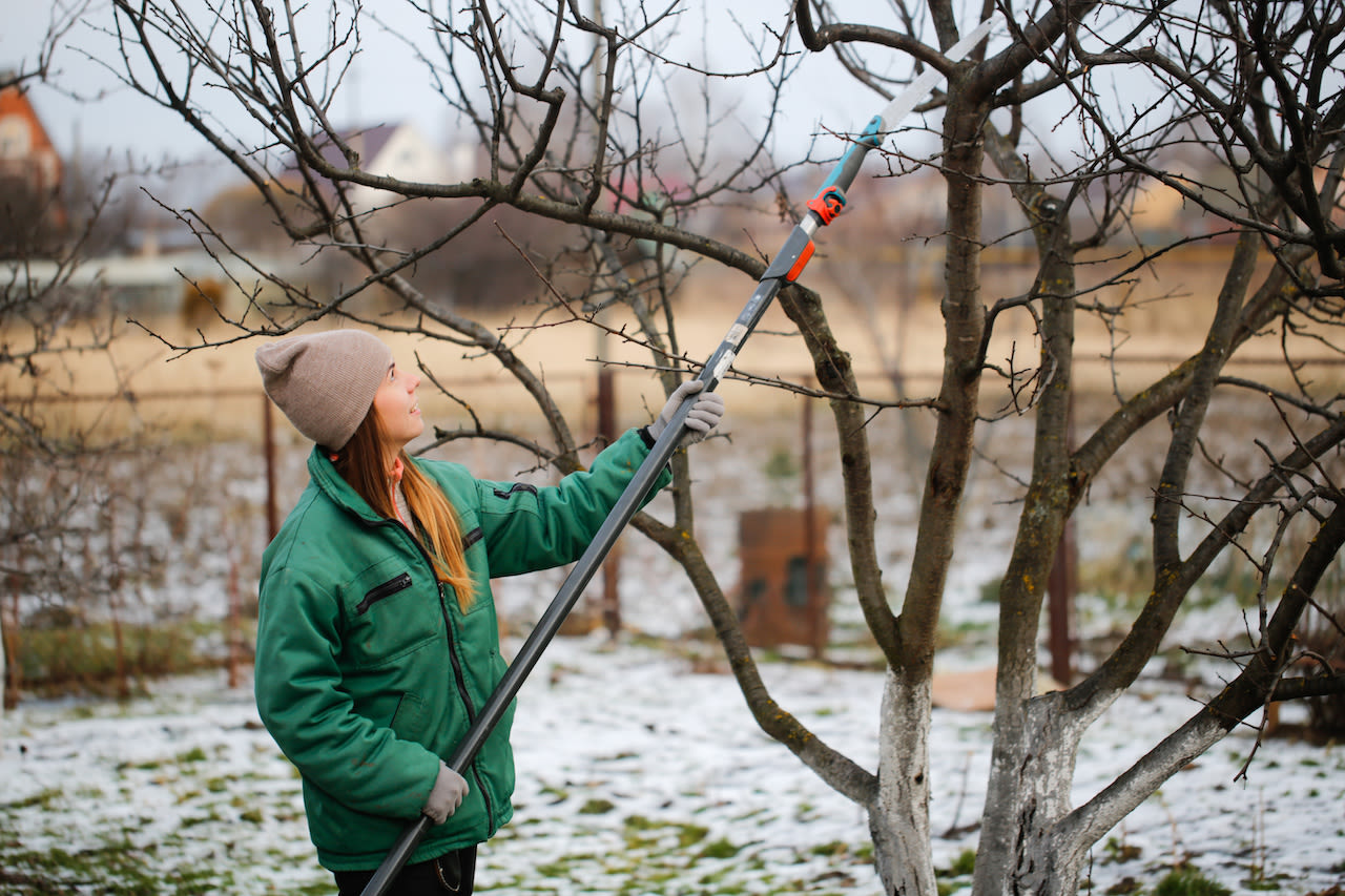 Snoeien appelboom. Foto: Adobe Stock / Natalialeb

