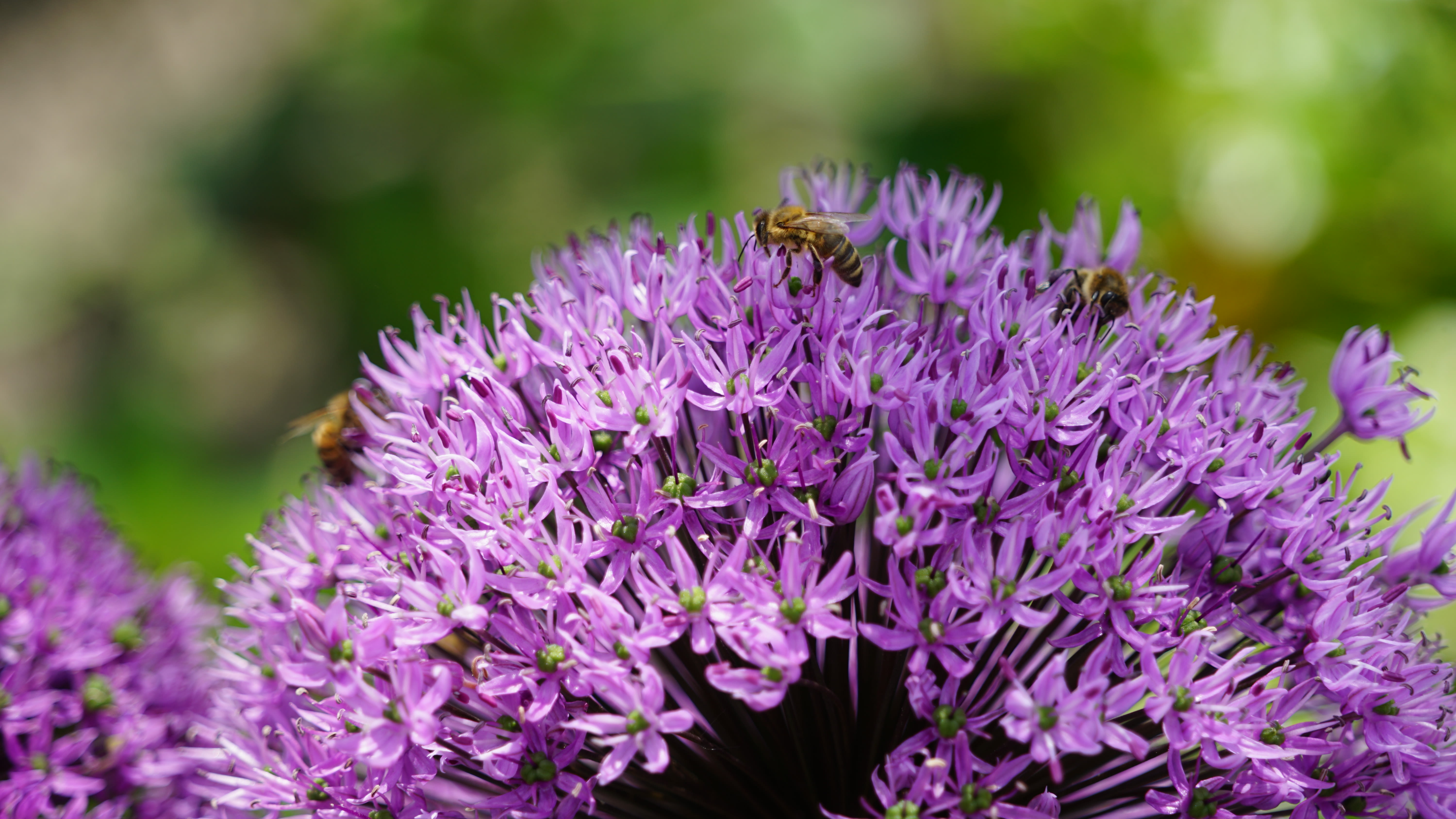 3 bijen op een sierui (allium). Foto: Toon Boons
