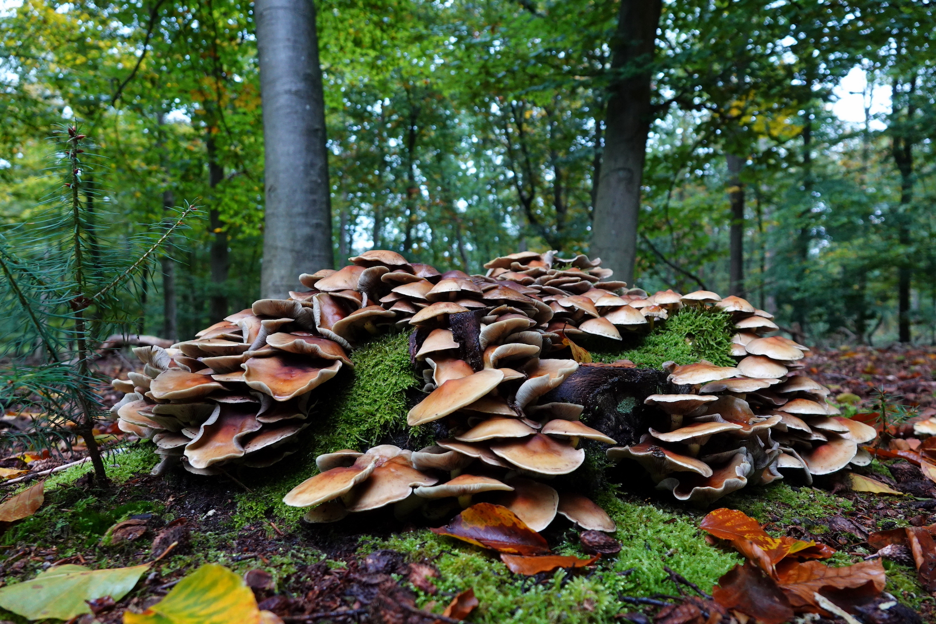 herfst, paddenstoelen